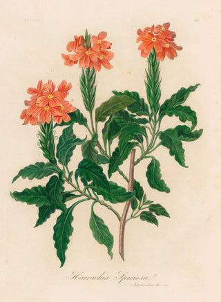 Gaetano Savi - Harrachia Speciosa.webp