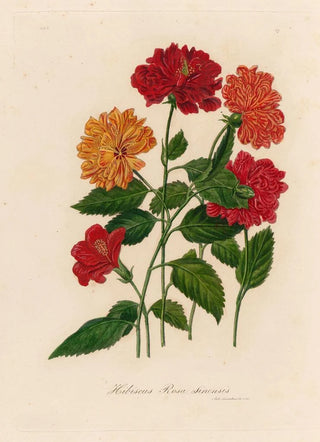 Gaetano Savi - Hibiscus Rosa sinensis.webp