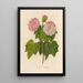 Hibiscus mutabilis - Gaetano Savi — inramlat konstverk på väggen