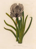 Iris susiana - Gaetano Savi — vy av konstverket