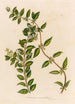 Jasminum auriculatum - Gaetano Savi — vy av konstverket