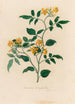 Jasminum heterophyllum - Gaetano Savi — vy av konstverket