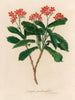 Jatropha panduræfolia - Gaetano Savi — vy av konstverket