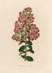 Lagenstroemia indica - Gaetano Savi — vy av konstverket
