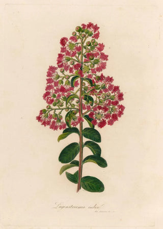 Gaetano Savi - Lagenstroemia indica.webp