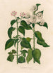Lantana nivea - Gaetano Savi — vy av konstverket