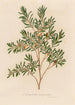 Leptospermum emarginatum - Gaetano Savi — vy av konstverket