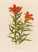 Lilium croceum - Gaetano Savi — vy av konstverket