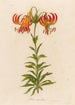 Lilium superbum - Gaetano Savi — vy av konstverket