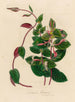 Lonicera flexuosa - Gaetano Savi — vy av konstverket
