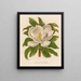 Magnolia grandiflora - Gaetano Savi — inramlat konstverk på väggen