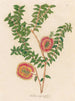 Melaleuca hypericifolia - Gaetano Savi — vy av konstverket