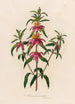 Monarda punctata - Gaetano Savi — vy av konstverket