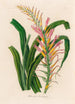 Pitcairnia lanuginosa - Gaetano Savi — vy av konstverket