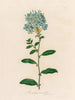 Plumbago auriculata - Gaetano Savi — vy av konstverket