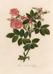 Rosa lucida fle pleno - Gaetano Savi — vy av konstverket
