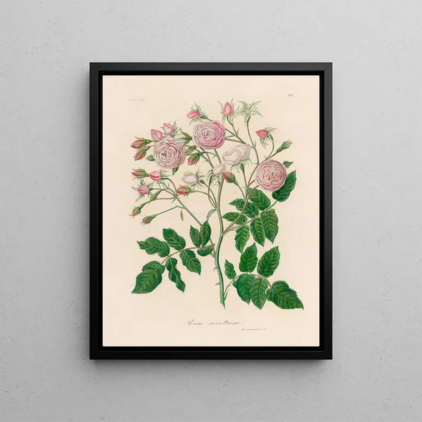 Gaetano Savi - Rosa noisettiana.webp