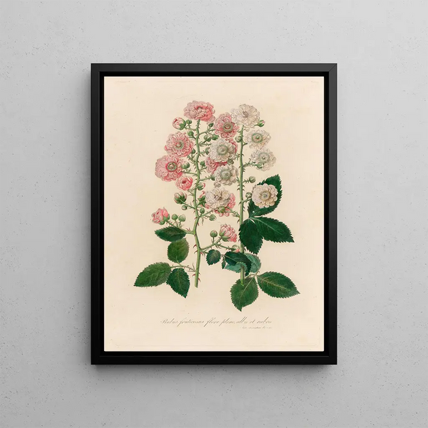 Gaetano Savi - Rubus fruticosus flore pleno albo et rubro.webp