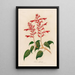Salvia splendens - Gaetano Savi — inramlat konstverk på väggen
