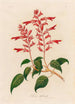 Salvia splendens - Gaetano Savi — vy av konstverket