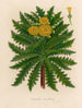 Sonchus torulosus - Gaetano Savi — vy av konstverket