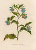 Symphytum asperrimum - Gaetano Savi — vy av konstverket