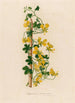 Tropaeolum peregrinum - Gaetano Savi — vy av konstverket
