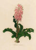 Veltheimia viridifolia - Gaetano Savi — vy av konstverket