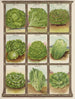 Laitue - Genesee Valley Lithograph & Co.. — vy av konstverket