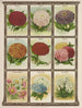 Zinnia Acroclinium Ageratum Allyssum - Genesee Valley Lithograph & Co.. — vy av konstverket