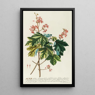 Georg Dionysius Ehret - Acer.webp