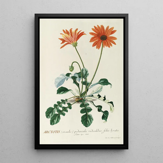 Georg Dionysius Ehret - Arctotis.webp