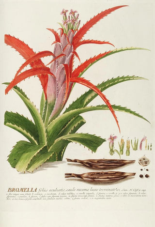 Georg Dionysius Ehret - Bromelia.webp