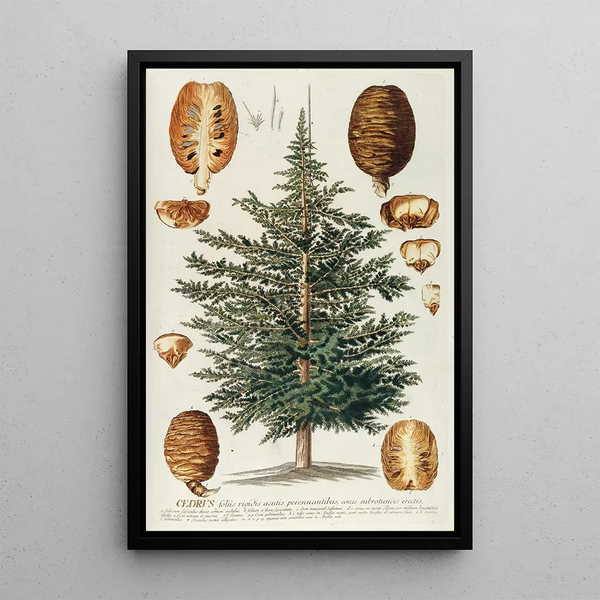 Georg Dionysius Ehret - Cedrus III.webp