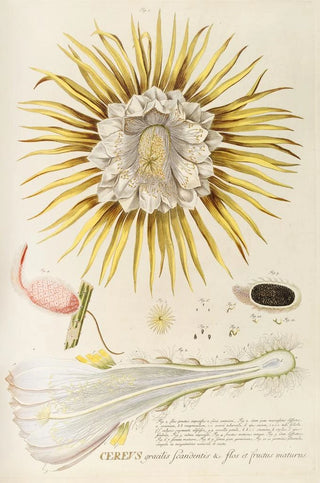 Georg Dionysius Ehret - Cereus IV.webp