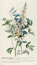 Crotalaria II - Georg Dionysius Ehret — vy av konstverket