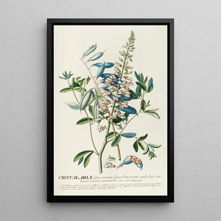 Georg Dionysius Ehret - Crotalaria II.webp