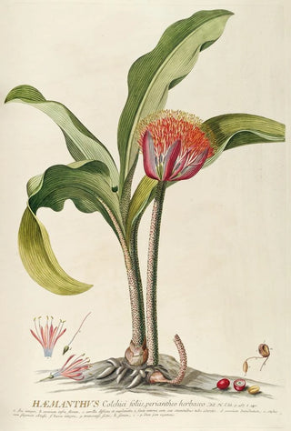 Georg Dionysius Ehret - Haemanthus.webp