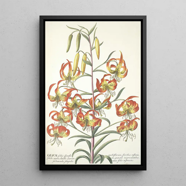 Georg Dionysius Ehret - Lilium.webp
