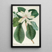Magnolia III - Georg Dionysius Ehret — inramlat konstverk på väggen
