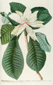 Magnolia III - Georg Dionysius Ehret — vy av konstverket