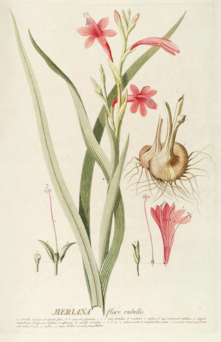 Georg Dionysius Ehret - Meriana.webp