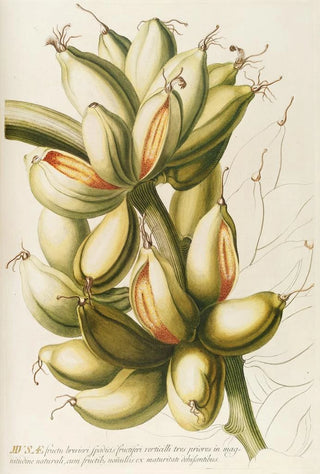 Georg Dionysius Ehret - Musae IV.webp