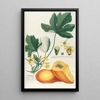Georg Dionysius Ehret - Papaya.webp