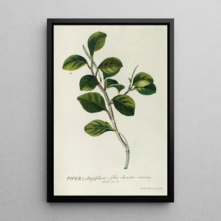 Georg Dionysius Ehret - Piper.webp