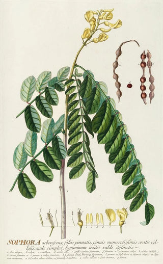 Georg Dionysius Ehret - Sophora.webp
