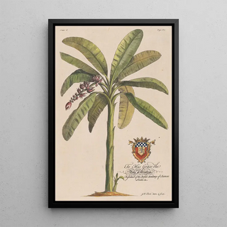 Georg Dionysius Ehret - The Banana Tree.webp