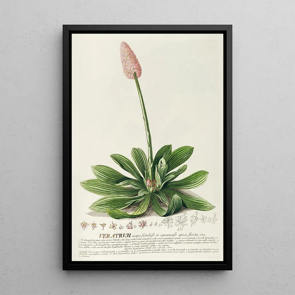 Georg Dionysius Ehret - Veratrum.webp