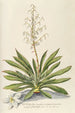 Yucca - Georg Dionysius Ehret — vy av konstverket
