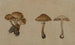 Champignons - Georg Wilhelm Baurenfeind — vy av konstverket